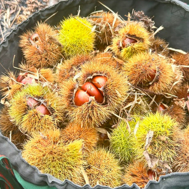 サルから守った丹波栗1kg 大【2L】サイズ(11月中旬発送)