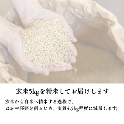 『篠来たる』源流のお米 新米５kgお試しプラン(単発商品)