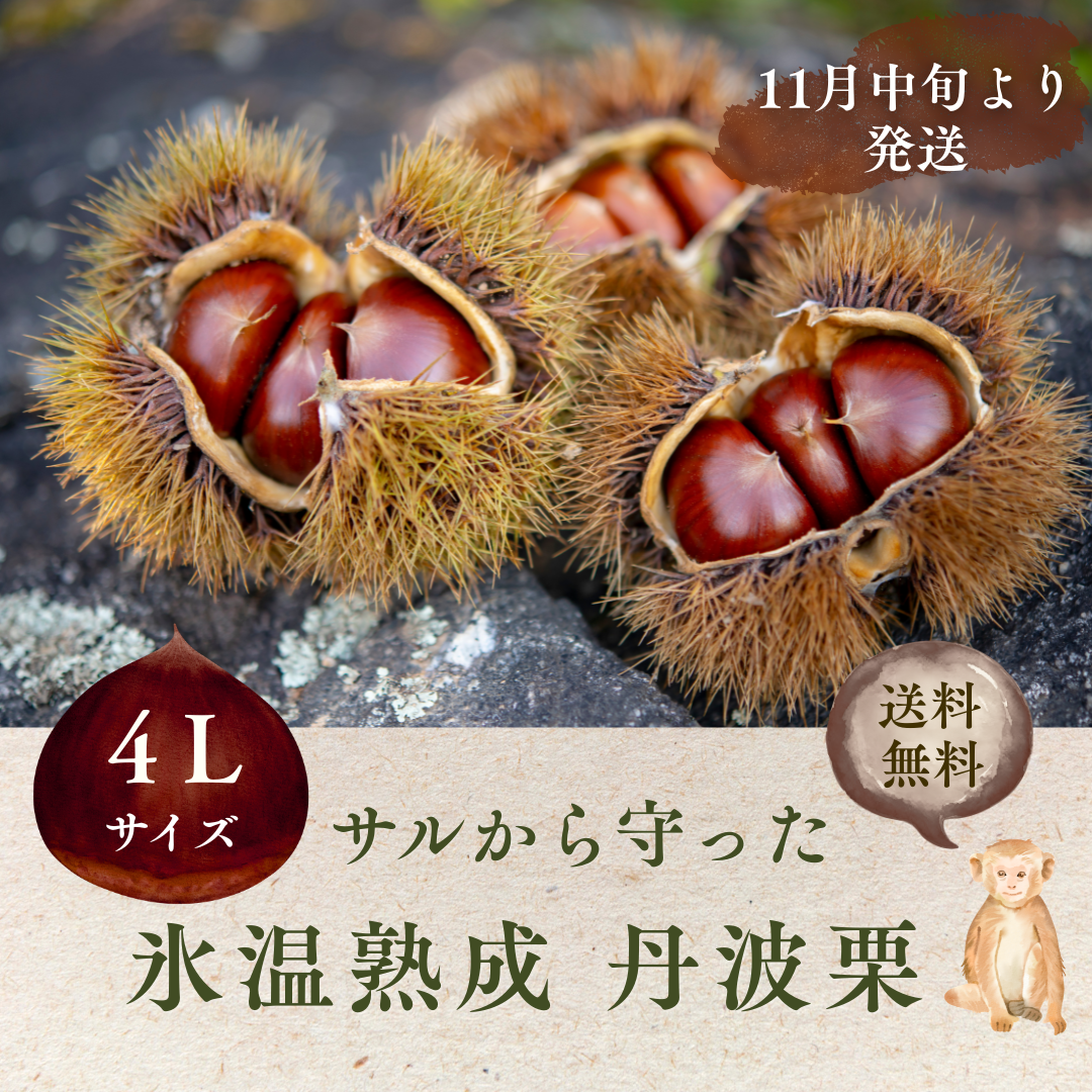サルから守った丹波栗1kg　超特大【4L】サイズ(11月中旬発送)