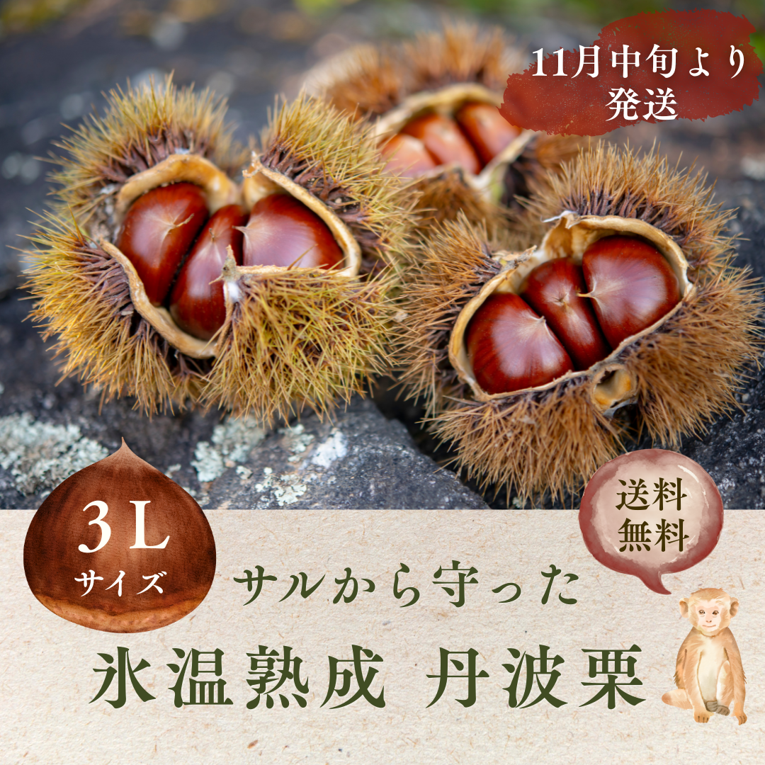 サルから守った丹波栗1kg　特大【3L】サイズ(11月中旬発送)