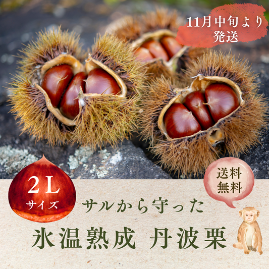 サルから守った丹波栗1kg　大【2L】サイズ(11月中旬発送)
