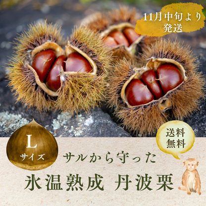 サルから守った丹波栗1kg　中【L】サイズ(11月中旬発送)