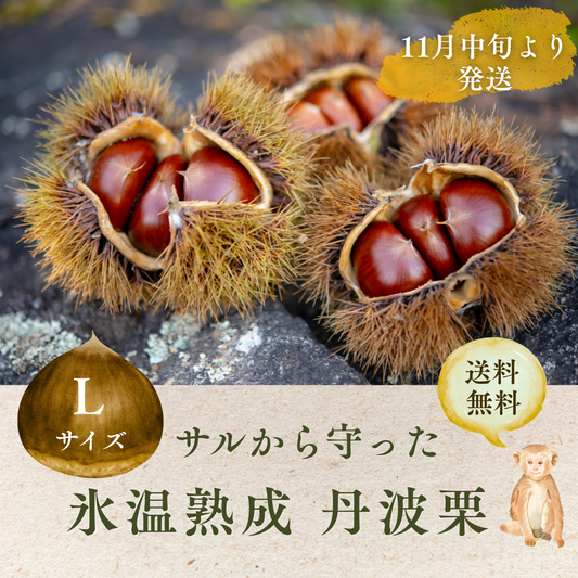 サルから守った丹波栗1kg　中【L】サイズ(11月中旬発送)