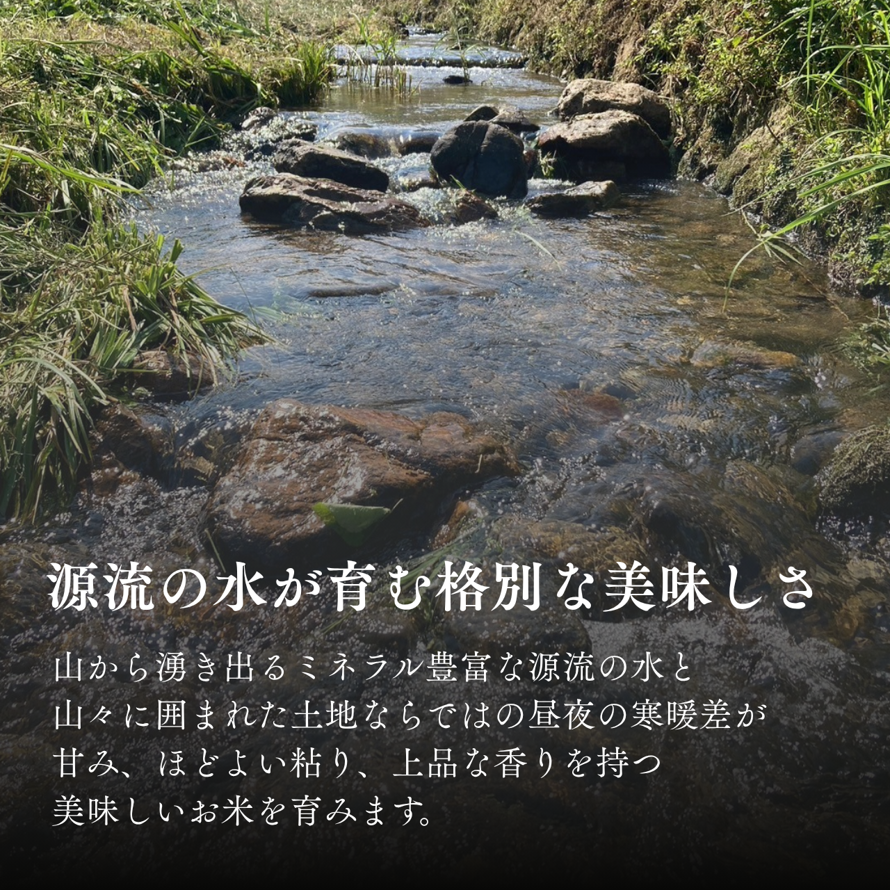 『篠来たる』源流のお米 玄米30kg×年2回  現地手渡しプラン(新米試食会・収穫体験付き)