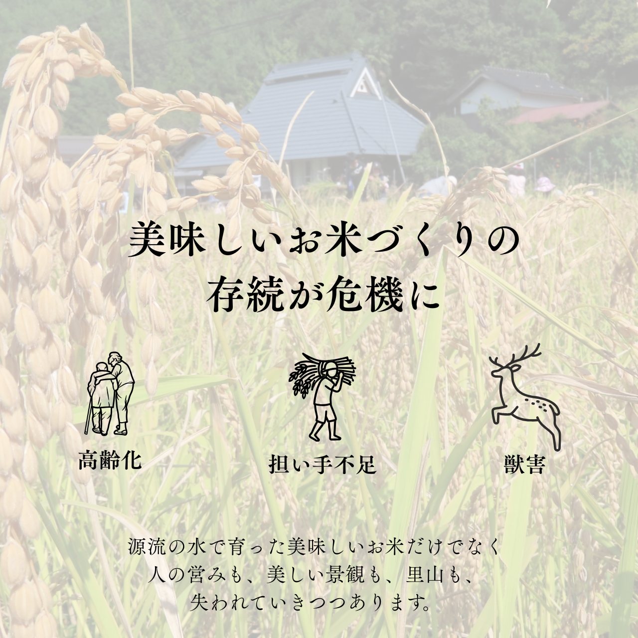 『篠来たる』源流のお米 玄米30kg×年2回  現地手渡しプラン(新米試食会・収穫体験付き)
