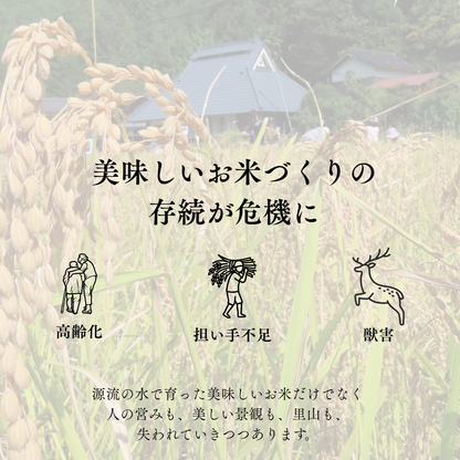 『篠来たる』源流のお米 玄米30kg×年2回  現地手渡しプラン(新米試食会・収穫体験付き)
