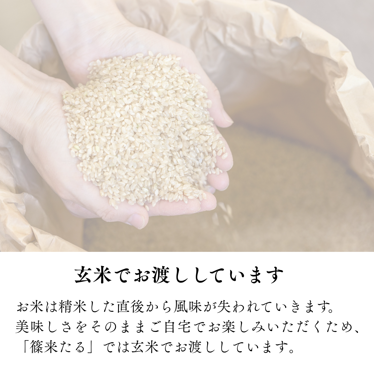 『篠来たる』源流のお米 玄米30kg×1回  里山に出会う・現地手渡しプラン