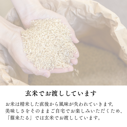 『篠来たる』源流のお米 玄米30kg×1回  里山に出会う・現地手渡しプラン