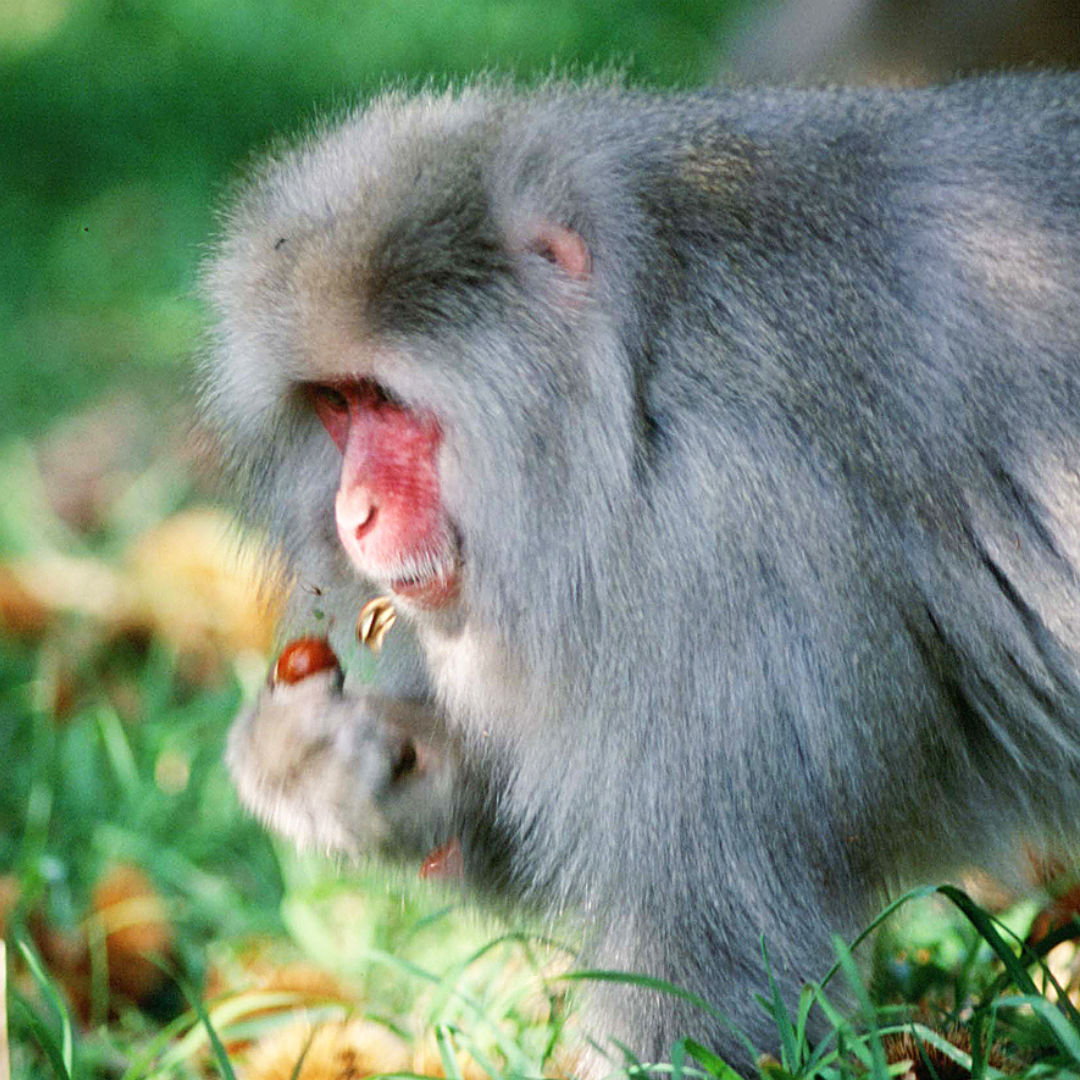 サルから守った丹波栗1kg　大【2L】サイズ(11月中旬発送)