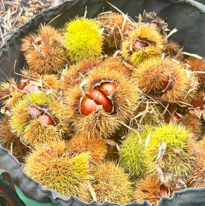 サルから守った丹波栗1kg　大【2L】サイズ(11月中旬発送)