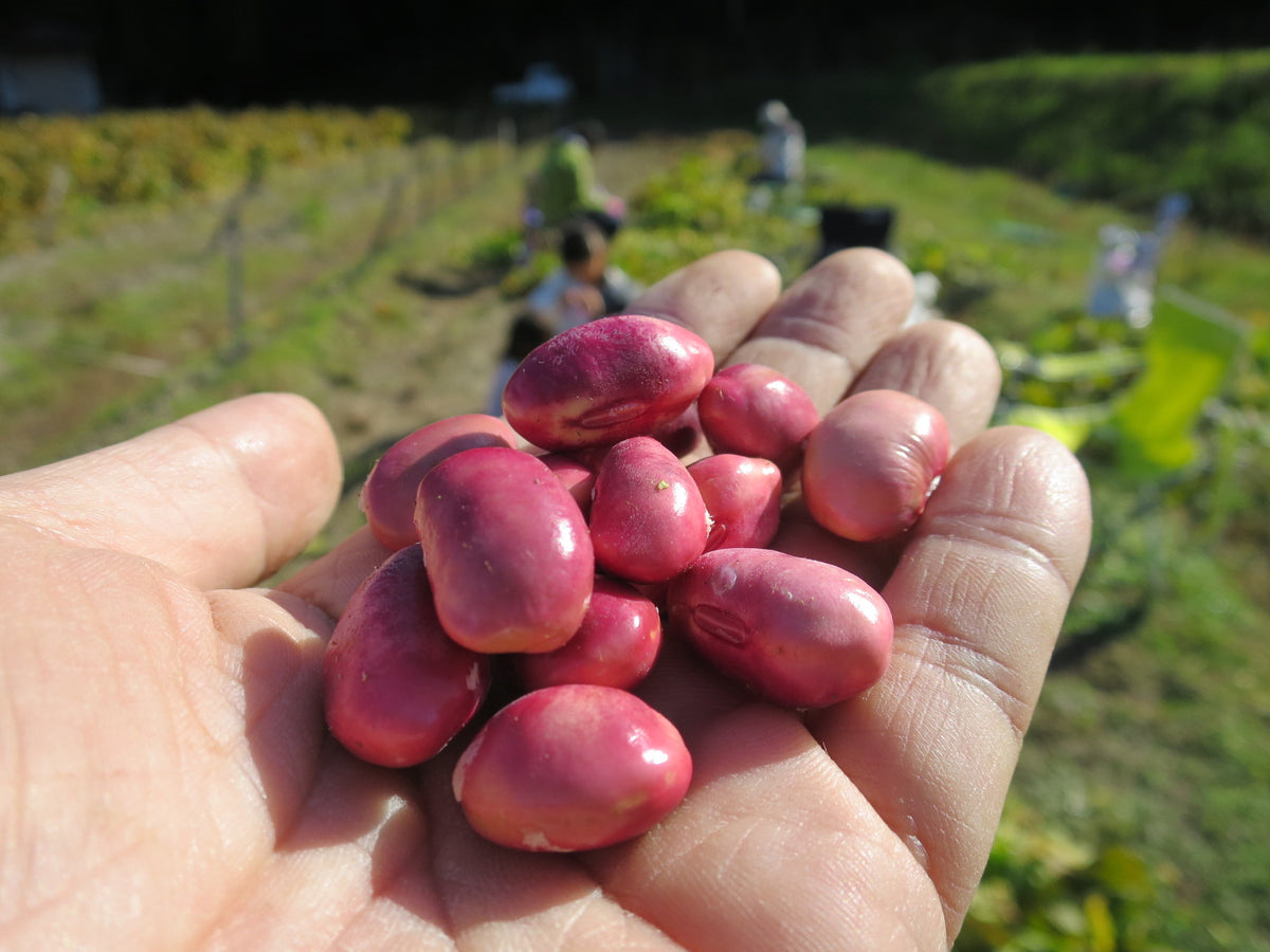 耕作放棄地で育てた 熟成黒枝豆ごはんセット(11月中旬発送)